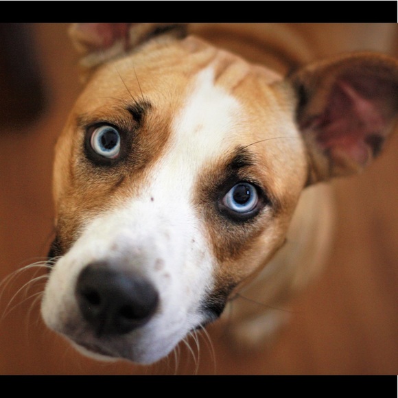 My Rescue Pups - Picture 4 of 5